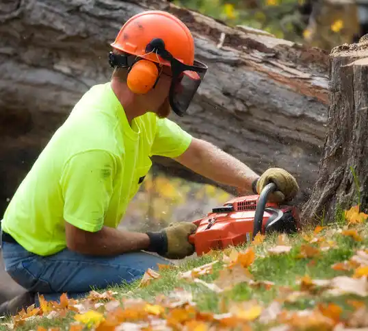 tree services Ellerbe